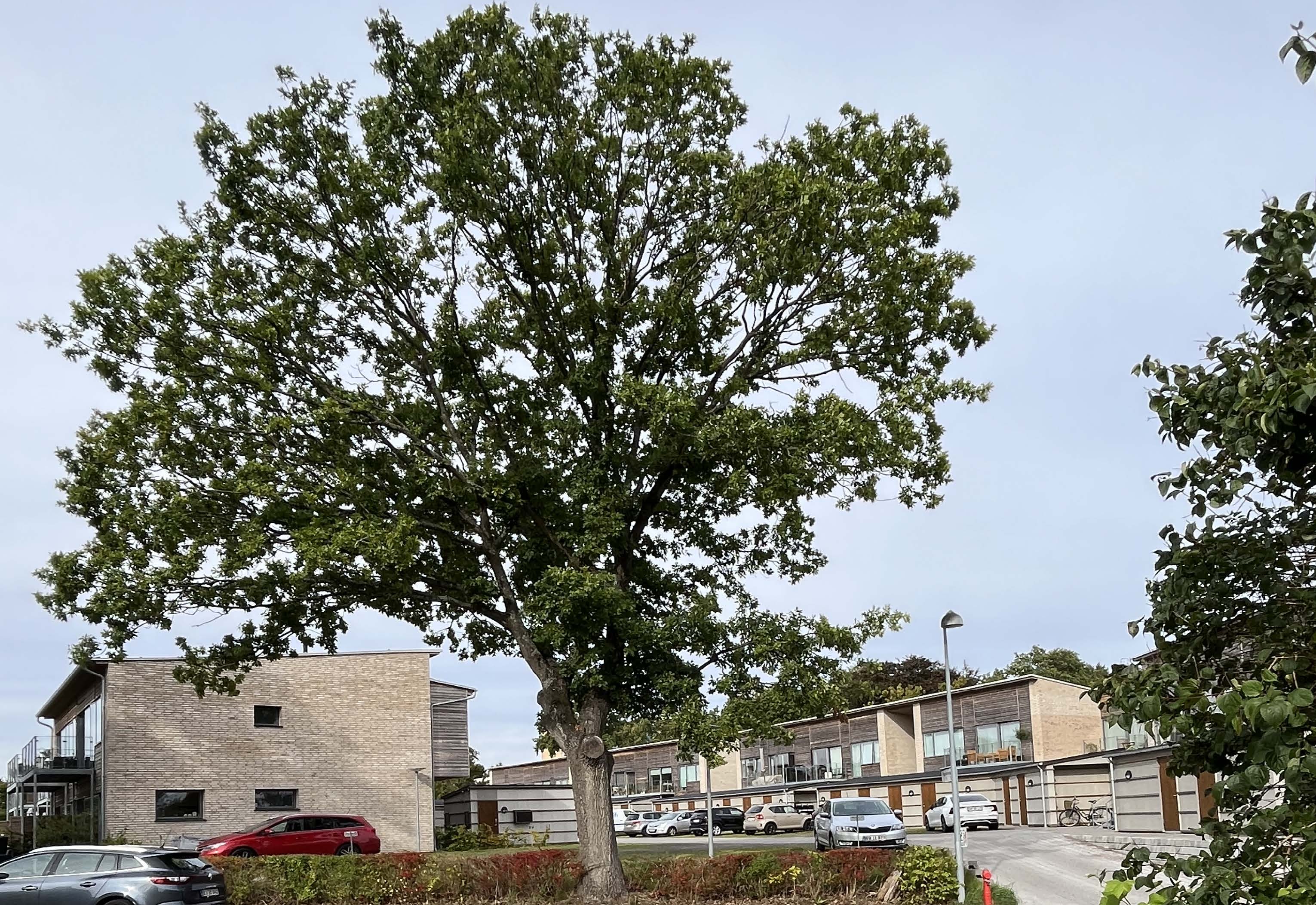 Teglværksbakken i Ålsgårde - Billede 8